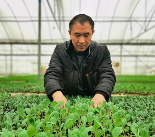 創(chuàng)新現(xiàn)代農(nóng)業(yè)經(jīng)營體系 苗木種植的轉(zhuǎn)型升級(jí)之路