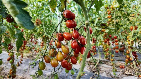 哈拉海農(nóng)場 棚外清風(fēng)添涼意，棚內(nèi)果蔬滿架慶豐收