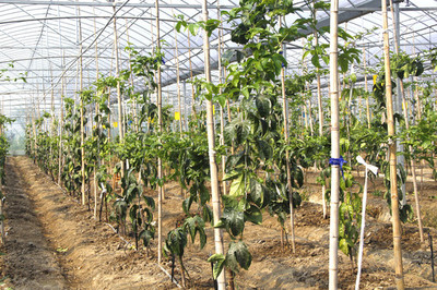 大棚蔬菜與苗木種植的優(yōu)勢(shì)與協(xié)同發(fā)展