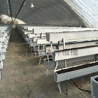 觀光采摘與現(xiàn)代農(nóng)業(yè)種植槽 草莓種植槽、果蔬栽培槽與立體種植槽的批發(fā)優(yōu)勢(shì)