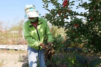 布爾津鎮 果蔬豐收采摘忙，增收致富助振興
