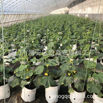 無土栽培新選擇 PE加厚黑白基質種植袋助力果蔬種植